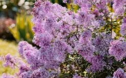 Bloomerang Dwarf Purple Lilac - 2 Gallon Pot -Plantify Shop Lilac Bloomerang Dwarf Purple 3