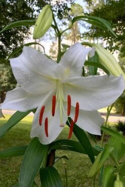 Casablanca Oriental Lily - 1 Gallon Pot -Plantify Shop Lilium Casablanca 1