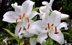 Casablanca Oriental Lily - 1 Gallon Pot -Plantify Shop Lilium Casablanca 2