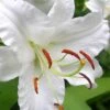 Casablanca Oriental Lily - 1 Gallon Pot -Plantify Shop Lilium Casablanca 3