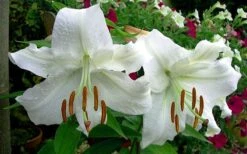 Casablanca Oriental Lily - 1 Gallon Pot -Plantify Shop Lilium Casablanca 4