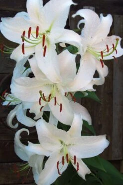 Casablanca Oriental Lily - 1 Gallon Pot -Plantify Shop Lilium Casablanca 5
