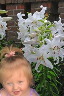 Casablanca Oriental Lily - 1 Gallon Pot -Plantify Shop Lilium Casablanca 8