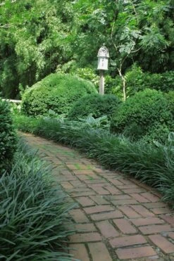 Emerald Goddess Liriope (Lilyturf) - 6-Pack Of 1 Gallon Pots -Plantify Shop Liriope Emerald Goddess 2