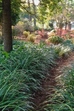 Emerald Goddess Liriope (Lilyturf) - 6-Pack Of 1 Gallon Pots -Plantify Shop Liriope Emerald Goddess 500x750 1