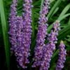 Royal Purple Liriope (Lilyturf) - 6 Pack Of 1 Gallon Pots -Plantify Shop Liriope Royal Purple 17