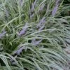 Silvery Sunproof Variegated Liriope - Lilyturf - 3 Pack Of Pint Pots -Plantify Shop Liriope Silvery Sunproof 13