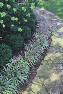 Silvery Sunproof Variegated Liriope - Lilyturf - 3 Pack Of Pint Pots -Plantify Shop Liriope Silvery Sunproof 15