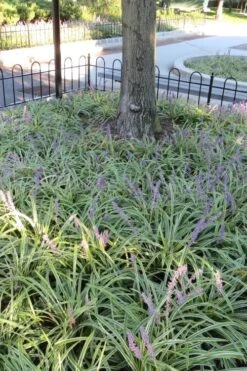 Variegated Liriope - Monkey Grass / Lilyturf - 6 Pack Of Pint Pots -Plantify Shop Liriope Variegata 6 3