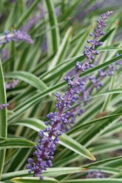 Variegated Liriope - Monkey Grass / Lilyturf - 6 Pack Of Pint Pots -Plantify Shop Liriope Variegata 7 3