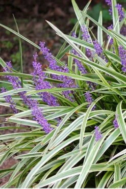 Variegated Liriope - Monkey Grass / Lilyturf - 10 Pack Of Pint Pots -Plantify Shop Liriope Variegated 15 1