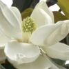 D. D. Blanchard Southern Magnolia - 3 Gallon Pot -Plantify Shop Magnolia DD Blanchard 10