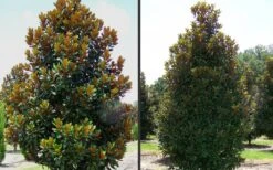 D. D. Blanchard Southern Magnolia - 3 Gallon Pot -Plantify Shop Magnolia DD Blanchard