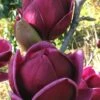 Genie Magnolia Tulip Tree - 5 Gallon Pot 2 Genie Magnolia Tulip Tree - 5 Gallon Pot -Plantify Shop Magnolia Genie 1