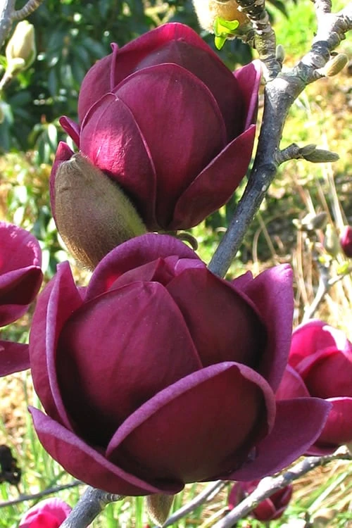 Genie Magnolia Tulip Tree - 5 Gallon Pot 3 Genie Magnolia Tulip Tree - 5 Gallon Pot