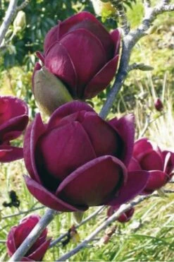 Genie Magnolia Tulip Tree - 5 Gallon Pot 19 Genie Magnolia Tulip Tree - 5 Gallon Pot -Plantify Shop Magnolia Genie 10
