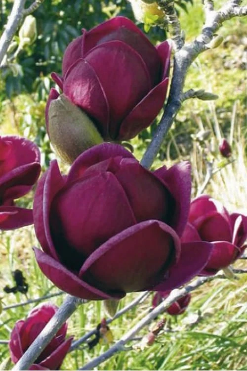 Genie Magnolia Tulip Tree - 5 Gallon Pot 11 Genie Magnolia Tulip Tree - 5 Gallon Pot - Image 9