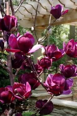 Genie Magnolia Tulip Tree - 5 Gallon Pot 15 Genie Magnolia Tulip Tree - 5 Gallon Pot -Plantify Shop Magnolia Genie 4
