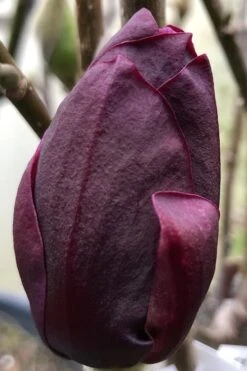 Genie Magnolia Tulip Tree - 3 Gallon Pot -Plantify Shop Magnolia Genie 8 1