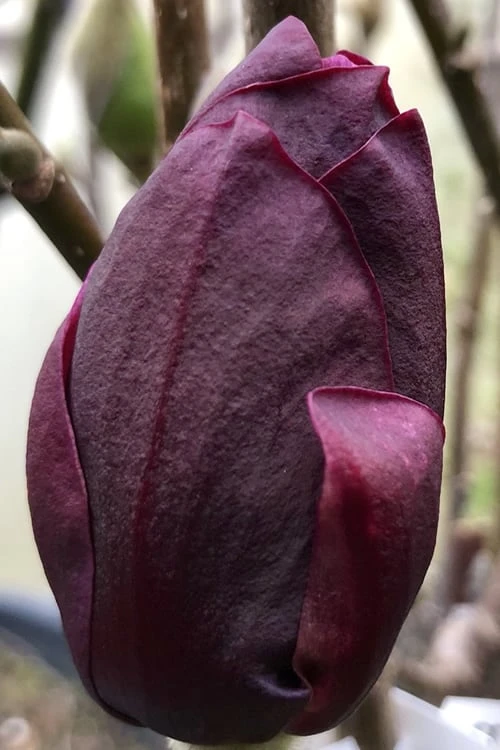 Genie Magnolia Tulip Tree - 5 Gallon Pot 9 Genie Magnolia Tulip Tree - 5 Gallon Pot - Image 7