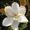 Kay Parris Southern Magnolia - 7 Gallon Pot (5-6') -Plantify Shop Magnolia Kay Parris 1