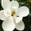 Little Gem Dwarf Southern Magnolia - 3 Gallon Pot (2.5-3.5') -Plantify Shop Magnolia Little Gem 15 1