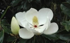 Kay Parris Southern Magnolia - 7 Gallon Pot (5-6') -Plantify Shop Magnolia Little Gem Bloom 2 2