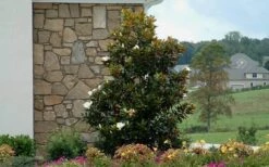 Little Gem Dwarf Southern Magnolia - 3 Gallon Pot (2.5-3.5') -Plantify Shop Magnolia Little Gem Home Corner 1