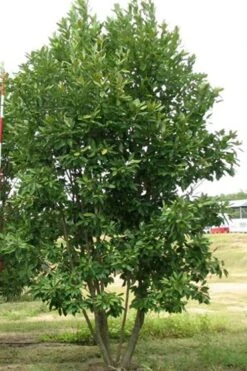 Moonglow Sweetbay Magnolia Tree (Magnolia Virginiana 'Jim Wilson') - 7 Gallon Pot (4-5') -Plantify Shop Magnolia Moonglow Sweetbay 6