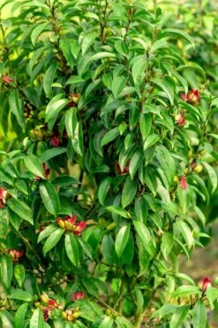 Stellar Ruby Magnolia X Figo - Banana Shrub Hybrid - 1 Gallon Pot -Plantify Shop Magnolia Stellar Ruby 4