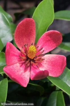 Stellar Ruby Magnolia Single Trunk Tree (Banana Shrub Hybrid) - 7 Gallon Pot (4-5') -Plantify Shop Magnolia Stellar Ruby 5 1