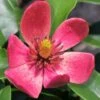 Stellar Ruby Magnolia X Figo - Banana Shrub Hybrid - 7 Gallon Pot (2-3') -Plantify Shop Magnolia Stellar Ruby 5 2
