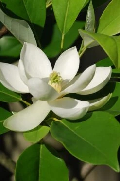 Sweetbay Magnolia - 2 Gallon Pot -Plantify Shop Magnolia Sweet Bay 10