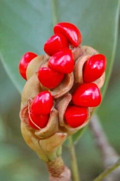 Southern Sweet Bay Swamp Magnolia (M.v. Australis) - 7 Gallon Pot (6-7') -Plantify Shop Magnolia Sweet Bay 14 4