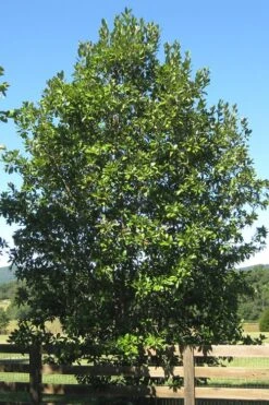 Southern Sweet Bay Swamp Magnolia (M.v. Australis) - 7 Gallon Pot (6-7') -Plantify Shop Magnolia Sweet Bay 17 3