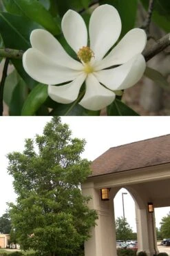Sweetbay Magnolia - 2 Gallon Pot -Plantify Shop Magnolia Sweetbay 2 500x750 1