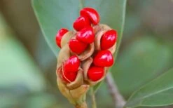 Northern Belle Sweetbay Magnolia Tree (Magnolia Virginiana) - 7 Gallon Pot (3-4') -Plantify Shop Magnolia Sweetbay Berries 1