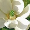 Moonglow Sweetbay Magnolia Tree (Magnolia Virginiana 'Jim Wilson') - 7 Gallon Pot (4-5') -Plantify Shop Magnolia Sweetbay Moonglow 10