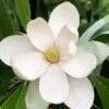 Northern Belle Sweetbay Magnolia Tree (Magnolia Virginiana) - 7 Gallon Pot (3-4')