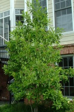 Northern Belle Sweetbay Magnolia Tree (Magnolia Virginiana) - 7 Gallon Pot (3-4') -Plantify Shop Magnolia Sweetbay Northern Belle 2
