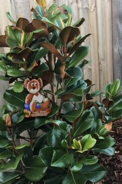 Teddy Bear Dwarf Southern Magnolia - 7 Gallon Pot (3-4') -Plantify Shop Magnolia Teddy Bear 4