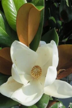 Teddy Bear Dwarf Southern Magnolia - 7 Gallon Pot (3-4') -Plantify Shop Magnolia Teddy Bear 7