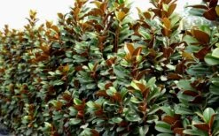Teddy Bear Dwarf Southern Magnolia - 7 Gallon Pot (3-4') -Plantify Shop Magnolia Teddy Bear 8