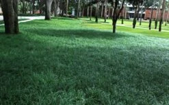 Tall Mondo Grass - 3 Pack Of Pint Pots -Plantify Shop Mondo Grass 21 1