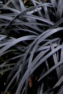 Black Mondo Grass - Ophiopogon Planiscapus 'Nigrescens' - 18 Count Flat Of Pint Pots -Plantify Shop Mondo Grass Black 10 1