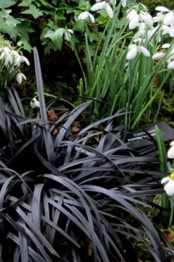 Black Mondo Grass - Ophiopogon Planiscapus 'Nigrescens' - 18 Count Flat Of Pint Pots -Plantify Shop Mondo Grass Black 11 1