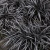 Black Mondo Grass - Ophiopogon Planiscapus 'Nigrescens' - 1 Gallon Pot -Plantify Shop Mondo Grass Black 15