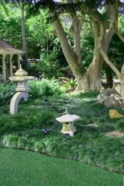 Tall Mondo Grass - 3 Pack Of Pint Pots -Plantify Shop Mondo Grass Black 25 1