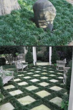 Dwarf Mondo Grass - 36 Pack Of 3.5" Pint Pots -Plantify Shop Mondo Grass Dwarf Rev 500x750 1