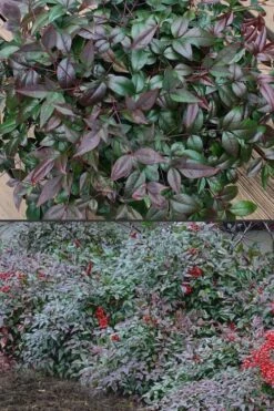 Harbor Belle Dwarf Nandina - 3 Gallon Pot -Plantify Shop Nandina Harbor Belle 500x750 1